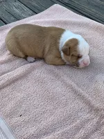 Bane , a male American Bulldog for sale in Nashville, TN – 9 of 9