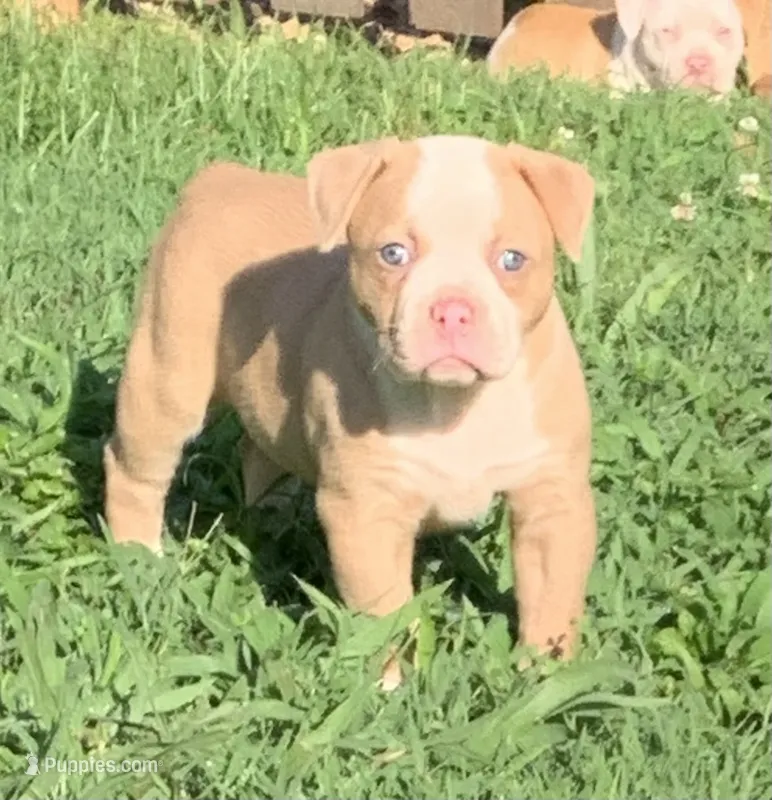 Wonder Woman  – American Bulldog puppy for sale in Nashville, TN