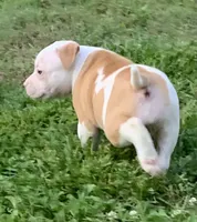 Eleven , a female American Bulldog for sale in Nashville, TN – 2 of 7