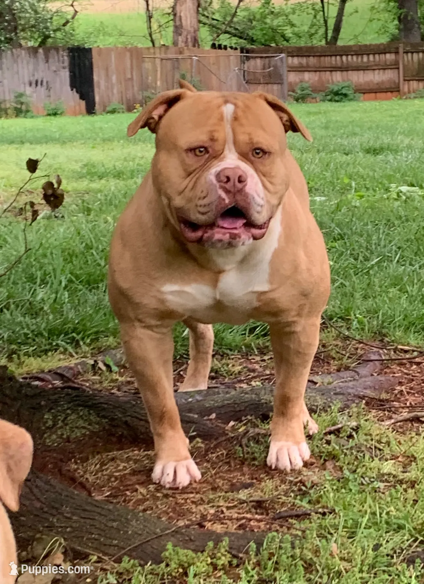 Spike , a male American Bulldog for sale in Nashville, TN – 5 of 8