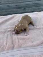 Pete , a male American Bulldog for sale in Nashville, TN – 7 of 7