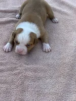 Bane , a male American Bulldog for sale in Nashville, TN – 8 of 9