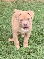 Daisy, a female American Bulldog for sale in Nashville, TN – 2 of 6