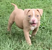 Paris , a female American Bulldog for sale in Nashville, TN – 3 of 8