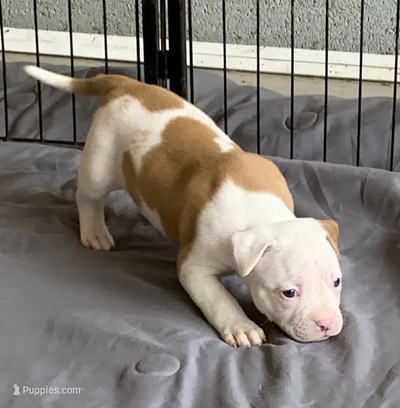 Eleven  – American Bulldog puppy for sale in Nashville, TN