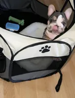 Lola, a female French Bulldog for sale in Humble, TX – Photo 2 of 6