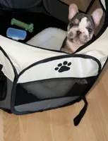 Lola, a female French Bulldog for sale in Humble, TX – Photo 1 of 6