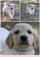 Pink, a female Golden Retriever for sale in Kingston, OK – 1 of 1