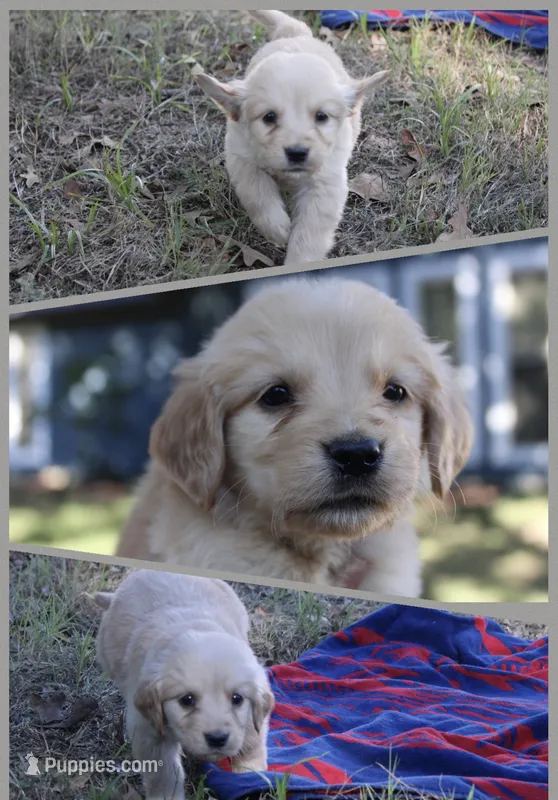 Gray – Golden Retriever puppy for sale in Kingston, OK