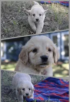 Gray, a female Golden Retriever for sale in Kingston, OK – 1 of 1