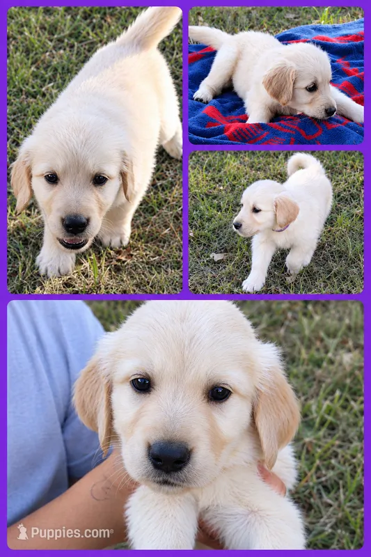 Purple  – Golden Retriever puppy for sale in Kingston, OK