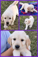 Purple , a female Golden Retriever for sale in Kingston, OK – 1 of 1