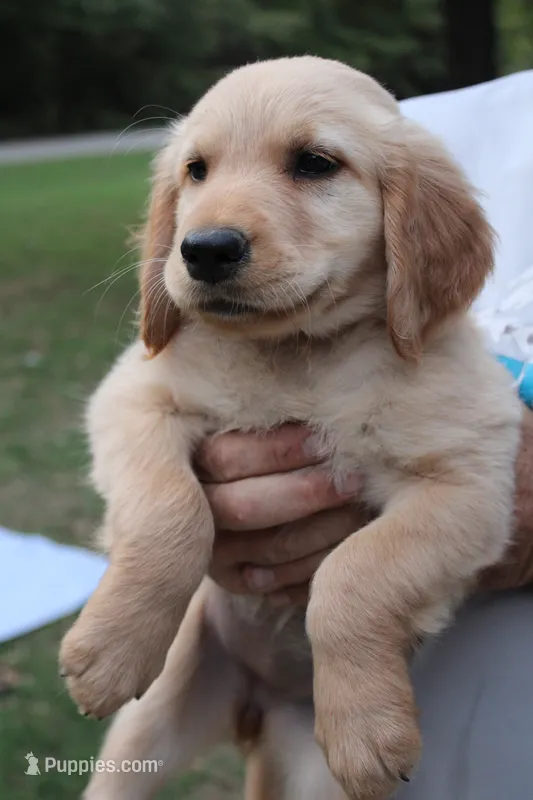 Brown – Golden Retriever puppy for sale in Kingston, OK