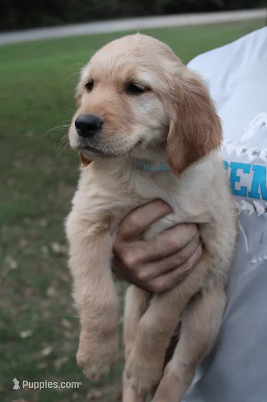 Black  – Golden Retriever puppy for sale in Kingston, OK