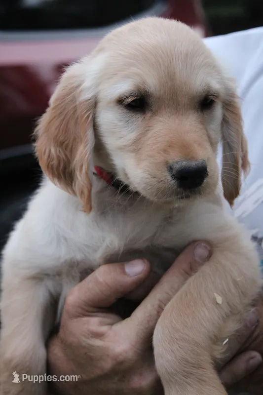 Red – Golden Retriever puppy for sale in Kingston, OK