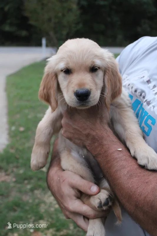 Yellow – Golden Retriever puppy for sale in Kingston, OK