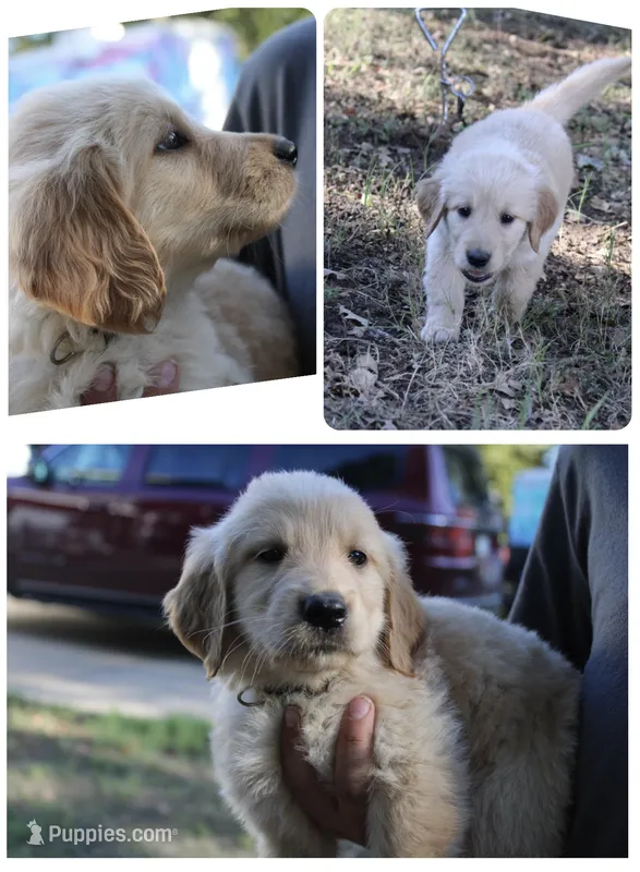 White – Golden Retriever puppy for sale in Kingston, OK