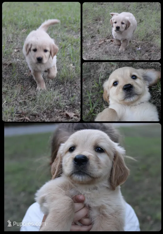 Black  – Golden Retriever puppy for sale in Kingston, OK