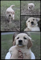 Black , a female Golden Retriever for sale in Kingston, OK – 1 of 1