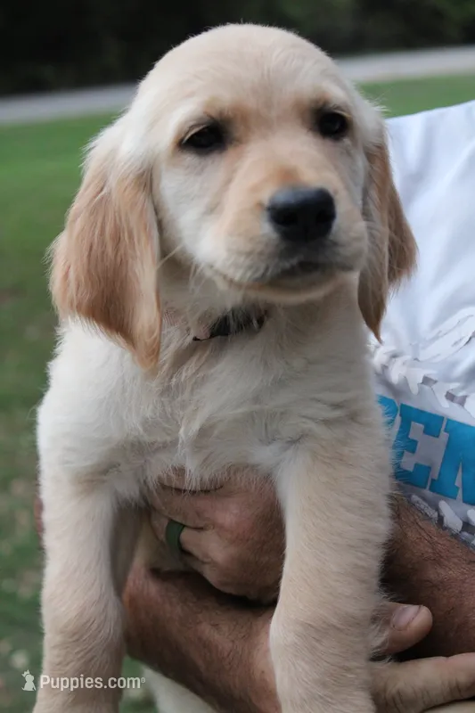 Pink – Golden Retriever puppy for sale in Kingston, OK