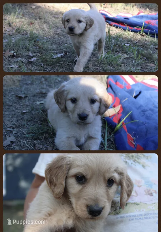 Brown – Golden Retriever puppy for sale in Kingston, OK