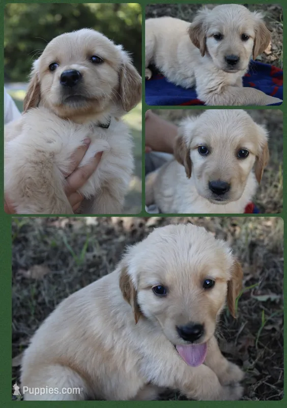 Green – Golden Retriever puppy for sale in Kingston, OK
