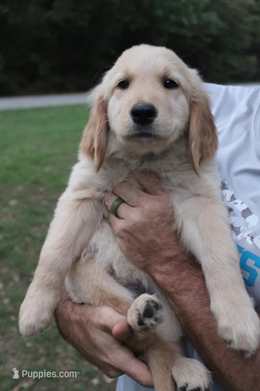 White – Golden Retriever puppy for sale in Kingston, OK