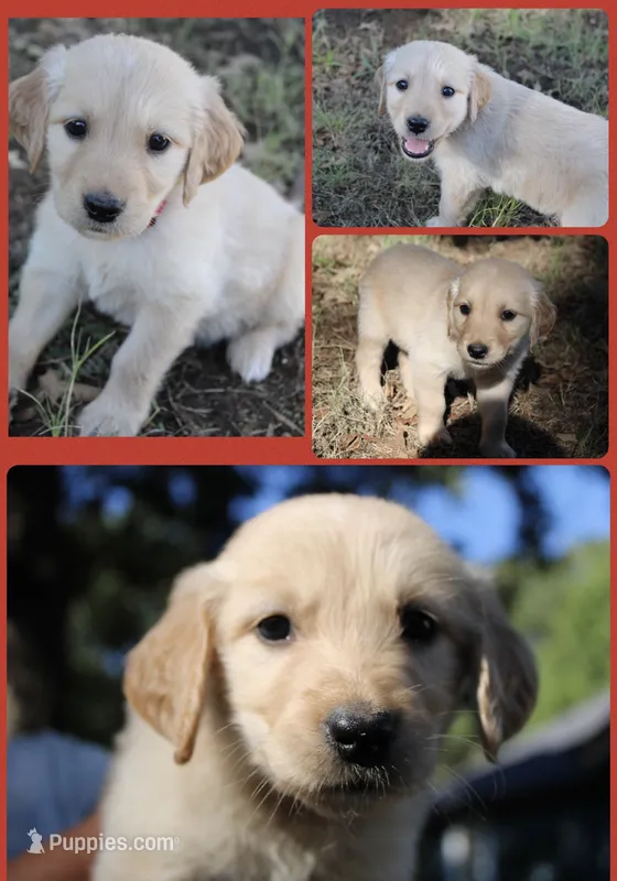 Red – Golden Retriever puppy for sale in Kingston, OK