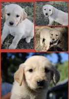 Red, a female Golden Retriever for sale in Kingston, OK – 1 of 1