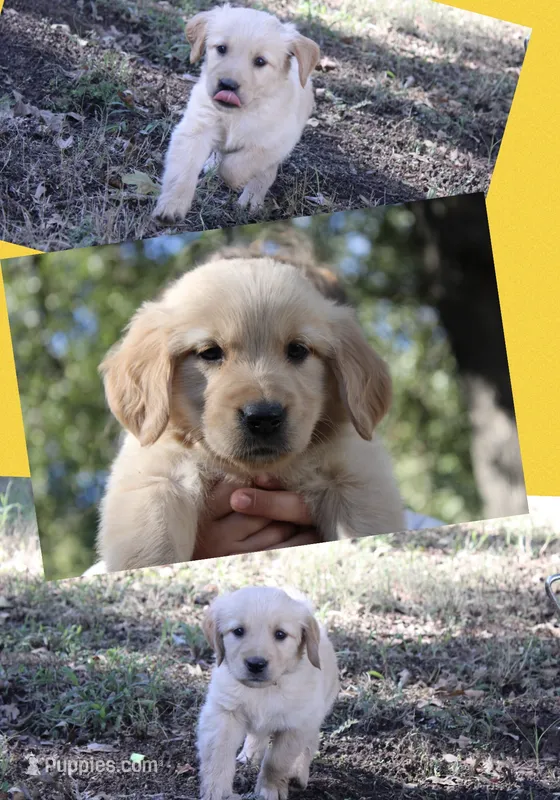 Yellow – Golden Retriever puppy for sale in Kingston, OK
