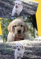 Yellow, a female Golden Retriever for sale in Kingston, OK – 1 of 1