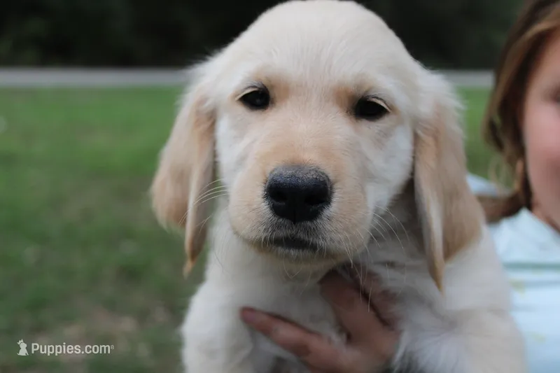 Purple  – Golden Retriever puppy for sale in Kingston, OK