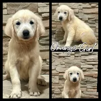 Orange Girl, a female Golden Retriever for sale in Clay City, IL – Photo 1 of 7