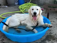 Orange Girl, a female Golden Retriever for sale in Clay City, IL – Photo 6 of 7