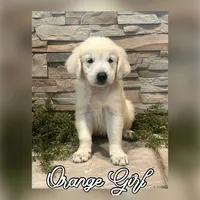 Orange Girl, a female Golden Retriever for sale in Clay City, IL – Photo 2 of 7