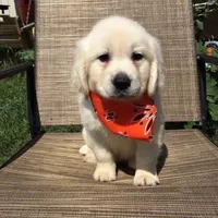 Orange Girl, a female Golden Retriever for sale in Clay City, IL – Photo 5 of 7