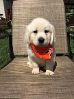 Orange Girl, a female Golden Retriever for sale in Clay City, IL – Photo 5 of 7