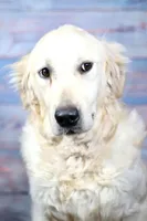 Orange Girl, a female Golden Retriever for sale in Clay City, IL – Photo 7 of 7