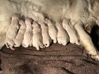 Purple Girl, a female Golden Retriever for sale in Clay City, IL – Photo 5 of 7