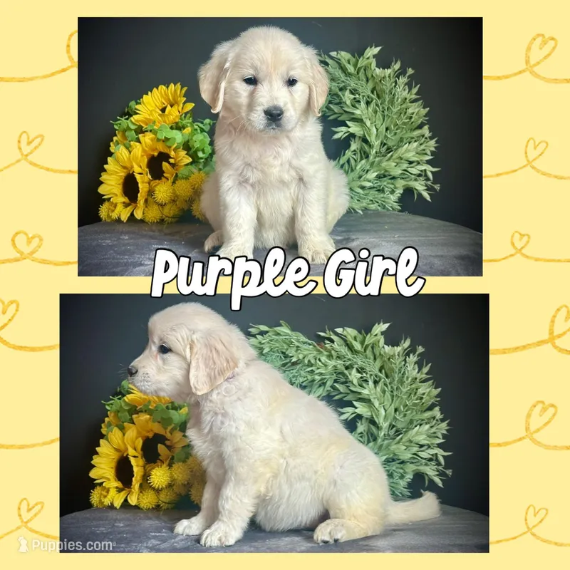 Purple Girl, a female Golden Retriever for sale in Clay City, IL – Photo 1 of 7
