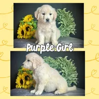 Purple Girl, a female Golden Retriever for sale in Clay City, IL – Photo 1 of 7