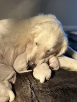 Purple Girl, a female Golden Retriever for sale in Clay City, IL – Photo 4 of 7