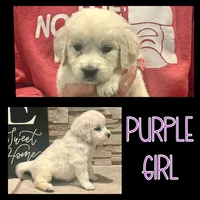 Purple Girl, a female Golden Retriever for sale in Clay City, IL – Photo 2 of 7