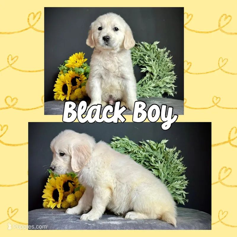Black Boy, a male Golden Retriever for sale in Clay City, IL – Photo 1 of 7