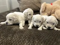 Black Boy, a male Golden Retriever for sale in Clay City, IL – Photo 3 of 7