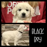 Black Boy, a male Golden Retriever for sale in Clay City, IL – Photo 2 of 7