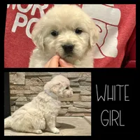 White Girl, a female Golden Retriever for sale in Clay City, IL – Photo 2 of 7