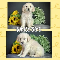 White Girl, a female Golden Retriever for sale in Clay City, IL – Photo 1 of 7