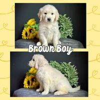 Brown Boy, a male Golden Retriever for sale in Clay City, IL – Photo 1 of 7