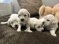 Brown Boy, a male Golden Retriever for sale in Clay City, IL – Photo 3 of 7